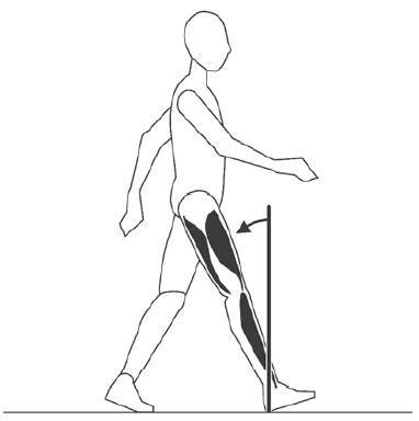 riferimento del ciclo di camminata