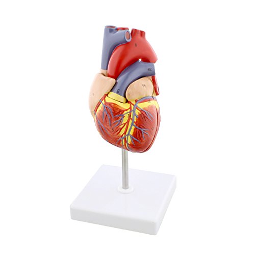 MonMed – Modello anatomico a forma di cuore umano, modello anatomico a  forma di cuore, in 2 parti, modello anatomico a forma di cuore – Giochi e  Prodotti per l'Età Evolutiva